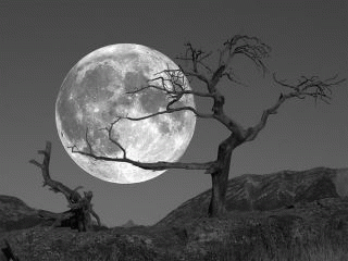 Full Moon and Tree, From ImagesAttr