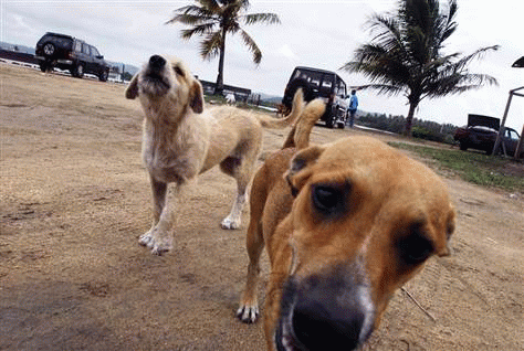 Abandoned dogs are seen in 