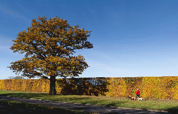Autumn Oak - Broadhall Way - Stevenage, From WikimediaPhotos