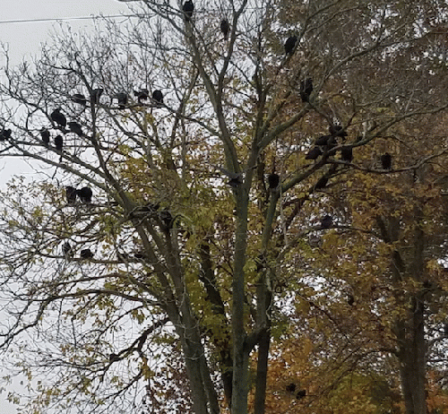 Vultures in a tree, From ImagesAttr