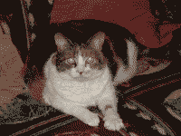 Ceridwen, a wonderful cat (RIP probably), From Uploaded