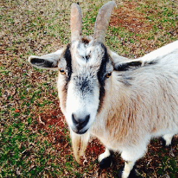 Horned Goat, From FlickrPhotos