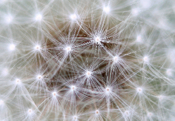 Neurons, From CreativeCommonsPhoto