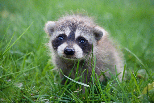 raccoon dog, From Uploaded