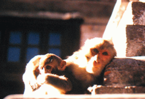 Monkeys, From ImagesAttr