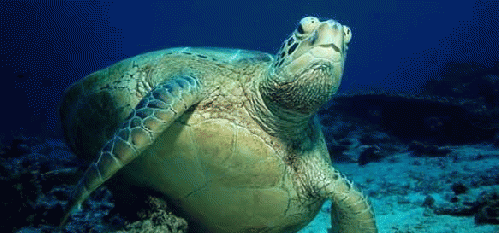 Image uploaded from a quicklink, From Images