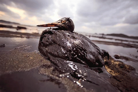 Oil Soaked Bird, From ImagesAttr