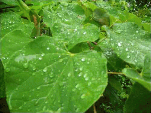 RainDrop Leaf