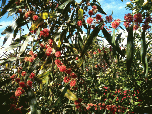 Acacia Leprosa - Scarlet Blaze, From ImagesAttr