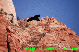 Raven in Zion, From ImagesAttr