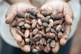 cocoa beans, From ImagesAttr