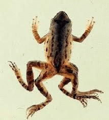 Deformed Frog, From ImagesAttr