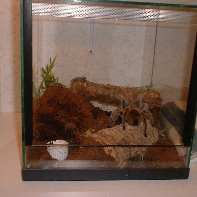 Tarantula in cage, From ImagesAttr