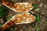 A brown dry rot in cassava root infected by the deadly disease