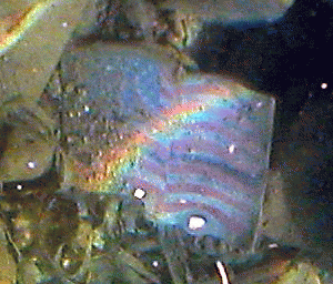 rainbow flag found in Colorado River