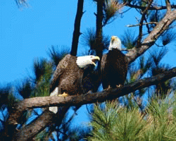Eagle couple at Norfolk Botanical Gardens Eagle couple at Norfolk Botanical Gardens