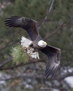 Flying eagle over Norfolk Botanical Gardens