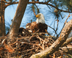 Eagle family nest at Norfolk Botanical Gardens