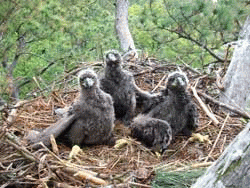 Three eaglets hatched in March, 2011
