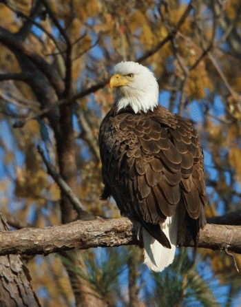 The nesting female eagle at Norfolk Botanical Gardens, 2011.