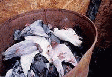 Pigeons are often stuffed alive into barrels to suffocate, From ImagesAttr