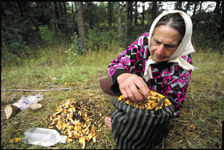 A woman picks mushrooms inside Chernobyl exclusion zone