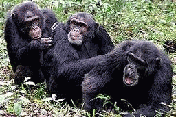 Primate grooming behavior