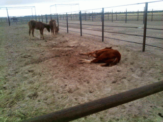 This doomed wild horse has lost its hooves (photo by the author)