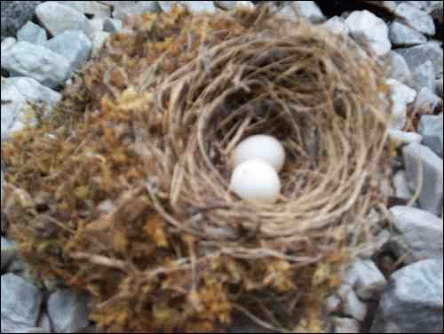 Bird's Nest, From ImagesAttr