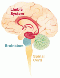 limbic system, From ImagesAttr