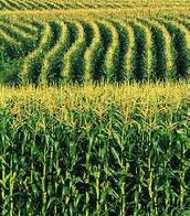 Corn fields