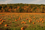 Pumpkin Field Autumn. New England., From ImagesAttr