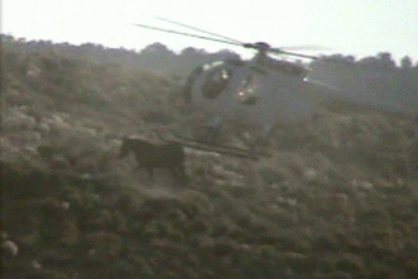 Helicopter chases mustang until it can't go further, then bumps it!