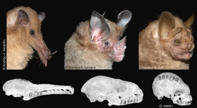 Bat skulls and faces,, From ImagesAttr