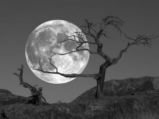 Full Moon and Tree