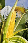 Corn, From ImagesAttr