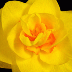 Daffodil, From ImagesAttr