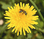 dandelion, From ImagesAttr