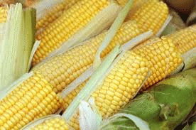 Corn, America's staple