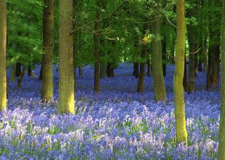 Magical Forest, From ImagesAttr