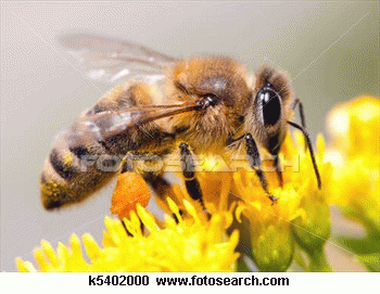 Honeybee and Flower, From ImagesAttr