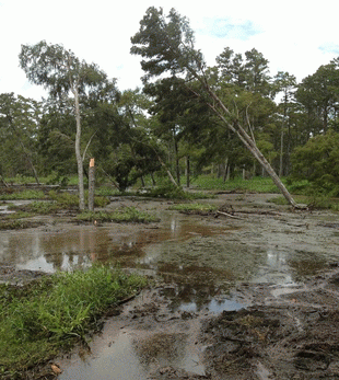 Sinkhole site, Aug 6, 2012