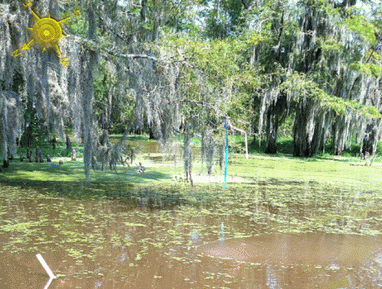 Bubbles in the bayou