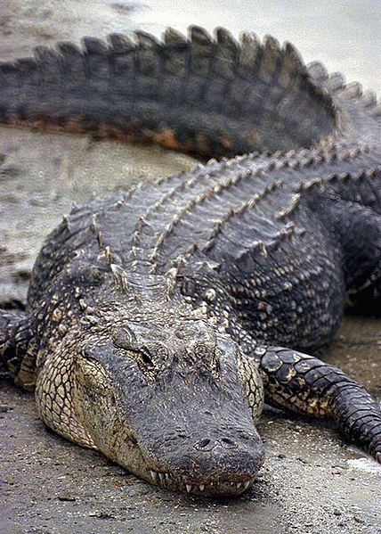 American Alligator