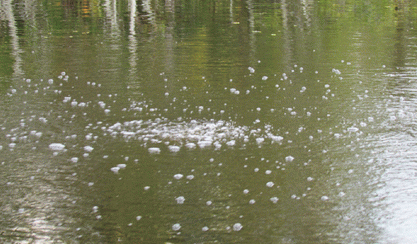 Bubbling site near pipeline in Bayou Corne. 09.16.12