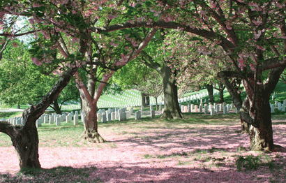 Endless graves at Arlington Cemetary