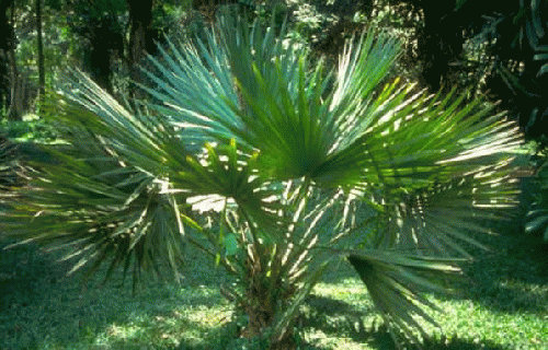 Palmetto palms are beautiful, but in the wrong place, scary, From ImagesAttr