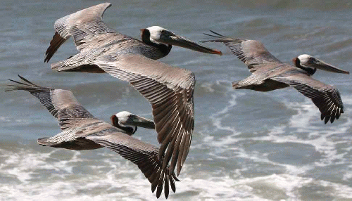 Pelicans flying in formation