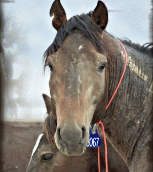 wild horses bearing a BLM 'No Brand