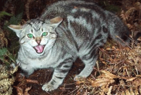 Feral cats are doing the job that other predators used to do in N. America, From ImagesAttr